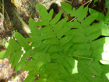 Frondes stériles opposées ou presque opposées de couleur verte. Agrandir dans une nouvelle fenêtre (ou onglet)